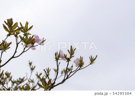 雲 ツツジ 花 54295304