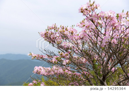 雲 ツツジ 花 54295364