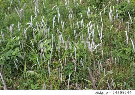 チガヤ 54295544