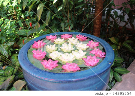 Jim Thompson house museum ジム・トンプソンの家 花 Jim Thompson house museum ジム・トンプソンの家 花 54295554