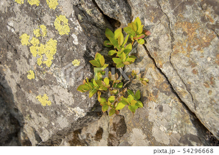 雲 花 韓国 54296668