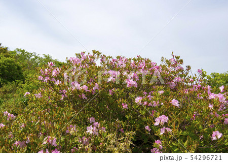 雲 花 韓国 54296721