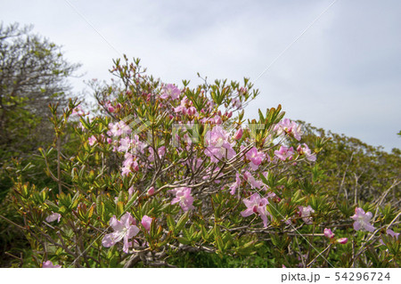 雲 花 韓国 54296724
