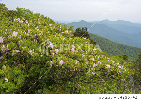 雲 花 韓国 54296742