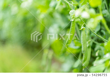 豆類 豆類 54296755