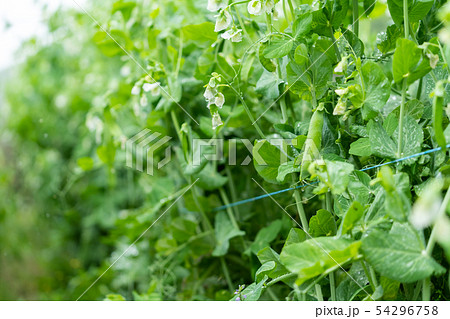 豆類 豆類 54296758