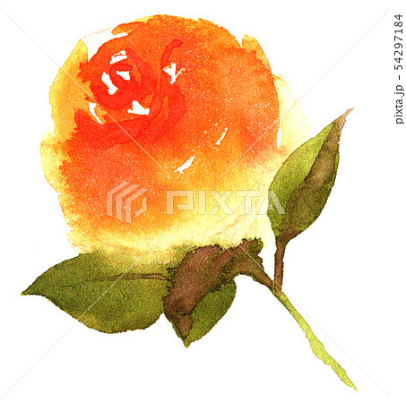 水彩イラスト オレンジのバラのイラスト素材