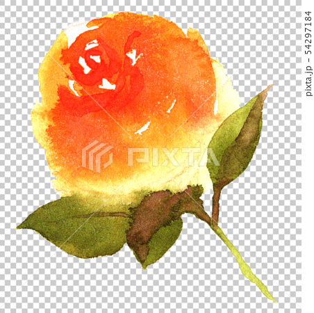 水彩イラスト オレンジのバラのイラスト素材