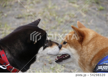 犬の画像 54298320