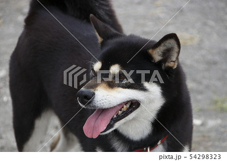 犬の画像 54298323