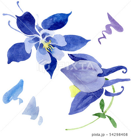 Blue aquilegia floral botanical flowers. Watercolor background set. Isolated aquileqia illustration 54298408