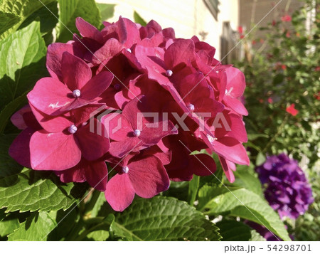 紫陽花 紫陽花 54298701