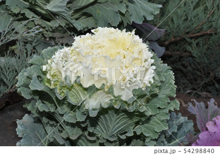 Multi-coloured decorative cabbage Multi-coloured decorative cabbage 54298840