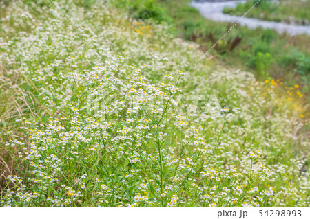 夏の花ヒメジョオン 夏の花ヒメジョオン 54298993