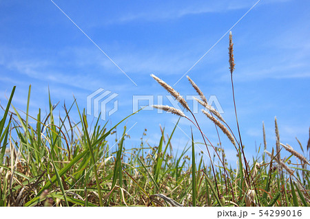 九十九里海岸　茅萱 54299016
