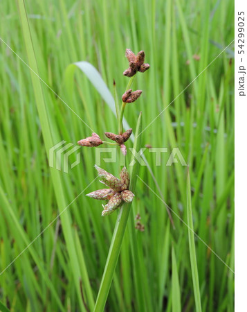 サンカクイ 54299025