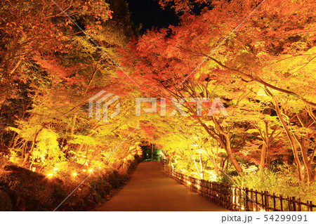 東山動植物園 紅葉ライトアップの写真素材