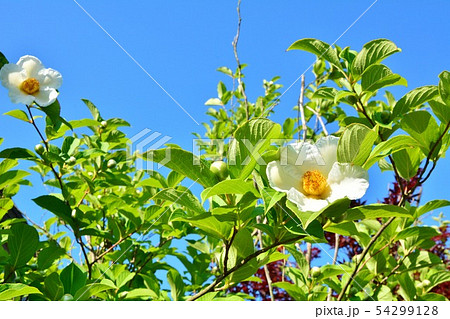 青空とシャラの木の花の写真素材