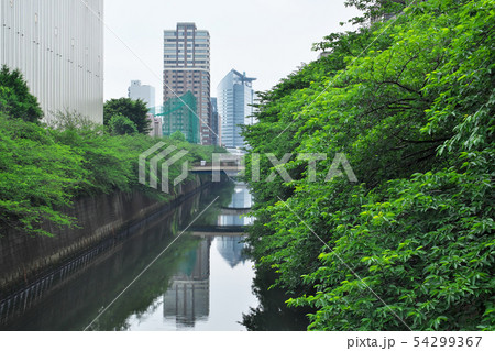 初夏の目黒川 中里橋から望む 54299367