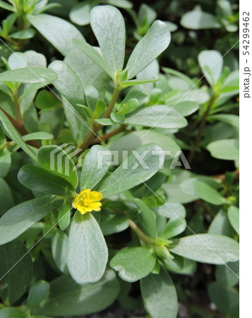 スベリヒユ 54299462