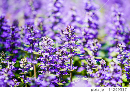 セイヨウキランソウ "アジュガ" セイヨウキランソウ "アジュガ" 54299557