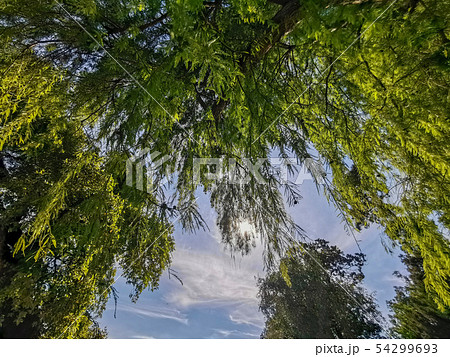 willow tree hanging fronds willow tree hanging fronds 54299693