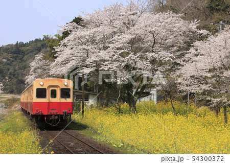春の上総大久保駅を発車する小湊鉄道 春の上総大久保駅を発車する小湊鉄道 54300372