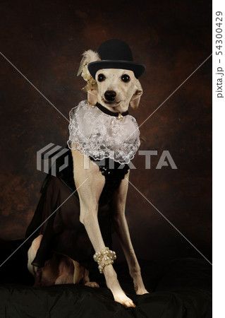 Funny Italian Greyhound dog wearing a hat 54300429