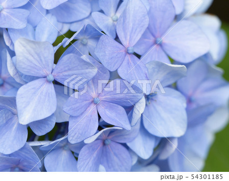 あじさい あじさい 54301185