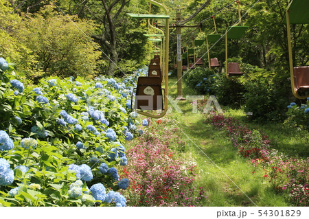 リフトとアジサイ リフトとアジサイ 54301829