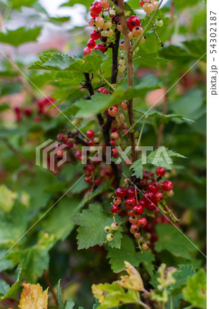 Red currant bush Red currant bush 54302187