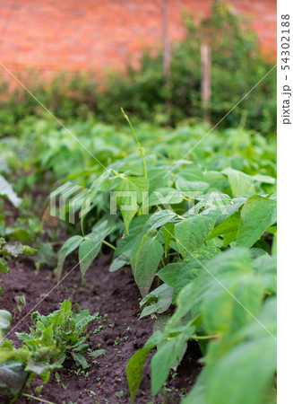 Garden beds of beans Garden beds of beans 54302188