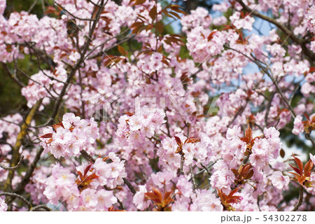 大原渚桜 54302278