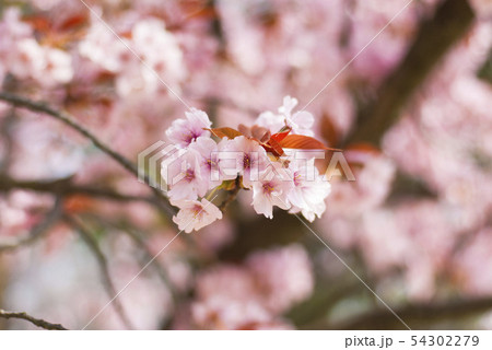 大原渚桜 大原渚桜 54302279