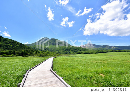 くじゅう長者原からの三俣山1745m タデ原湿原自然研究路 夏色のくじゅう連山 大分県九重町 くじゅう長者原からの三俣山1745m タデ原湿原自然研究路 夏色のくじゅう連山 大分県九重町 54302311