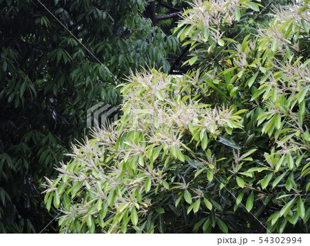 マテバシイ 54302994