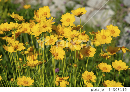 風景 自然 グムギェグク 54303116