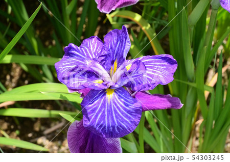 菖蒲 アヤメ ショウブ 菖蒲 アヤメ ショウブ 54303245