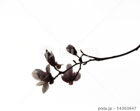 Tulip-Magnolia, Magnolia x soulangeana Lennei, Tulip-Magnolia, Magnolia x soulangeana Lennei, 54303647