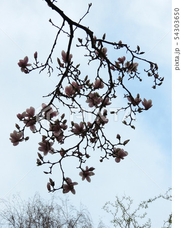 Tulip-Magnolia, Magnolia x soulangeana Lennei, 54303650