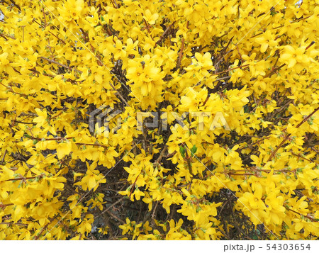 Forsythia shrub, during flowering. Early spring Forsythia shrub, during flowering. Early spring 54303654
