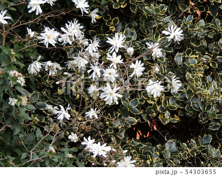 Magnolia stellata, during flowering. Spring 54303655