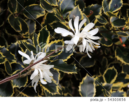 Magnolia stellata, during flowering. Spring Magnolia stellata, during flowering. Spring 54303656
