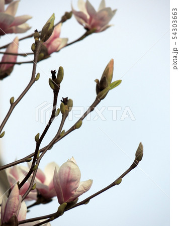 Tulip-Magnolia, Magnolia x soulangeana Lennei, 54303663