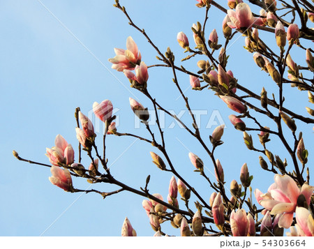 Tulip-Magnolia, Magnolia x soulangeana Lennei, 54303664