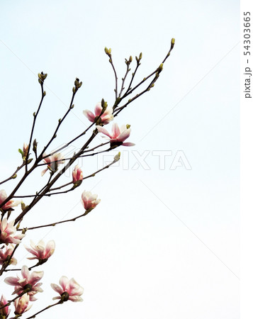 Tulip-Magnolia, Magnolia x soulangeana Lennei, 54303665