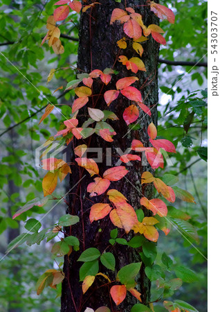 紅葉 紅葉 54303707