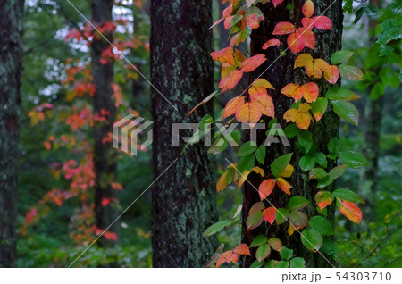 紅葉 54303710