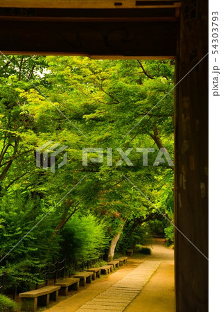新緑の風景 新緑の風景 54303793