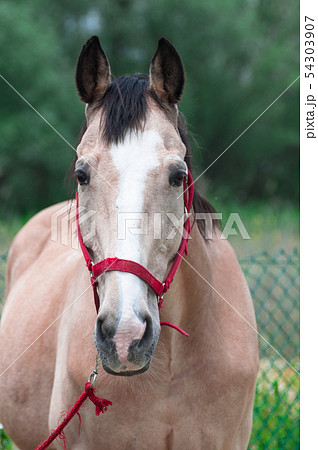 Light coffee colored horse Light coffee colored horse 54303907
